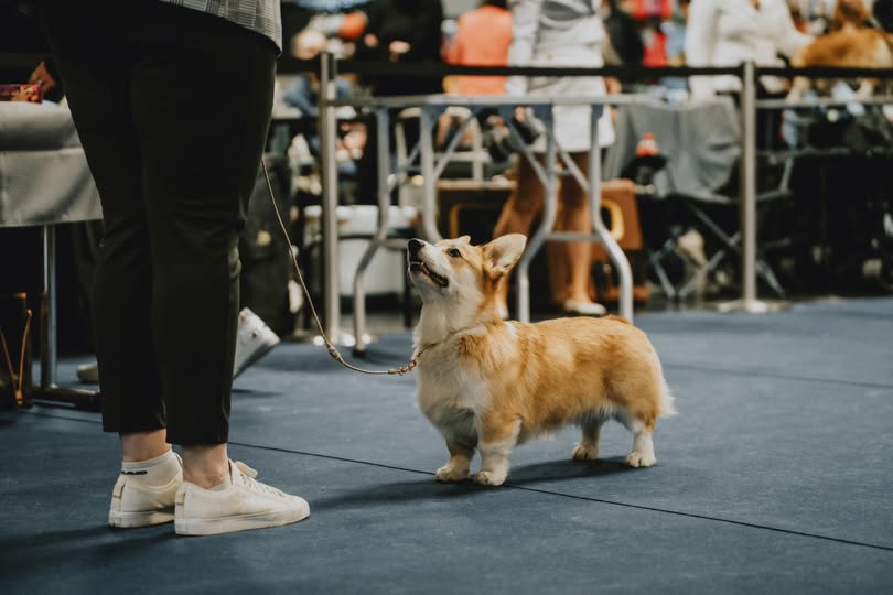 Heym Of Hassellyn Corgis Image