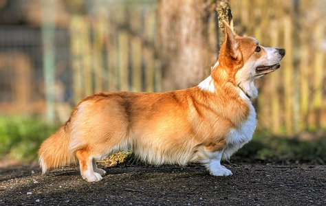 Image of Heym Of Hassellyn Mid Knight Kiss For Kenneth
