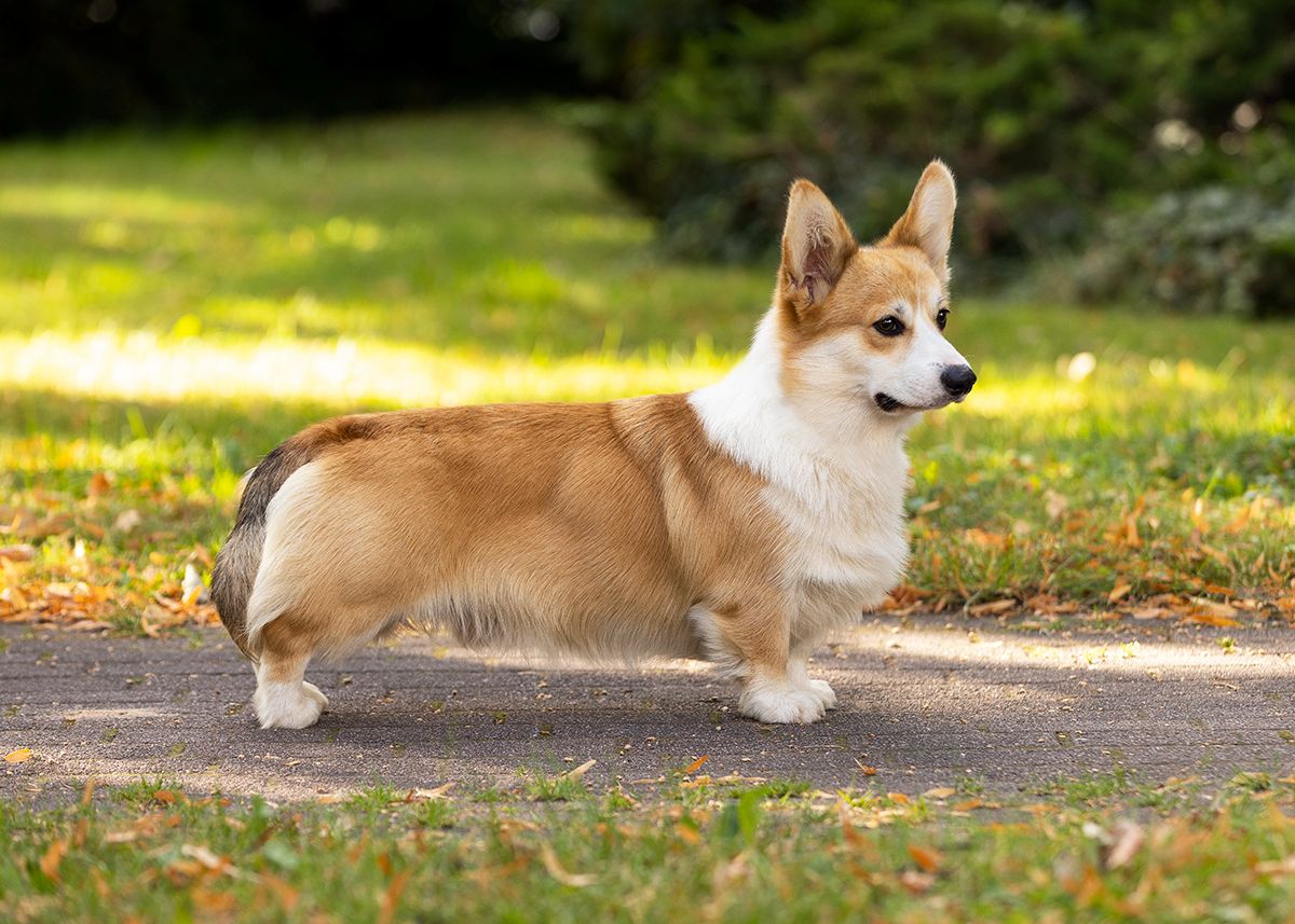 Image of Heym of Hassellyn Ludwig Noble Lies for Pixies (nbt)