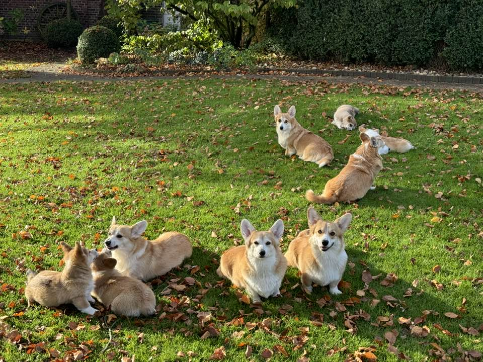 Heym Of Hassellyn Corgis Image