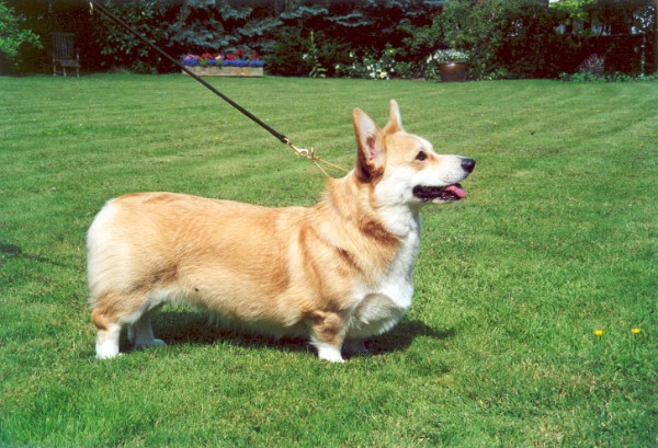 Litter Image