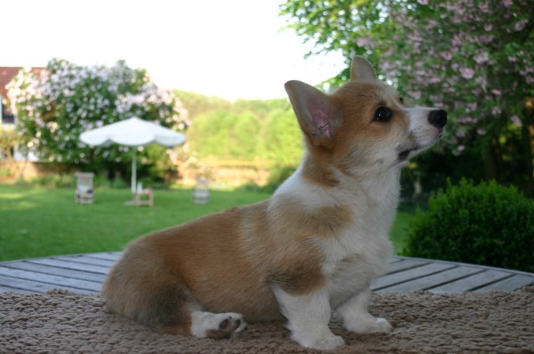 Litter Image