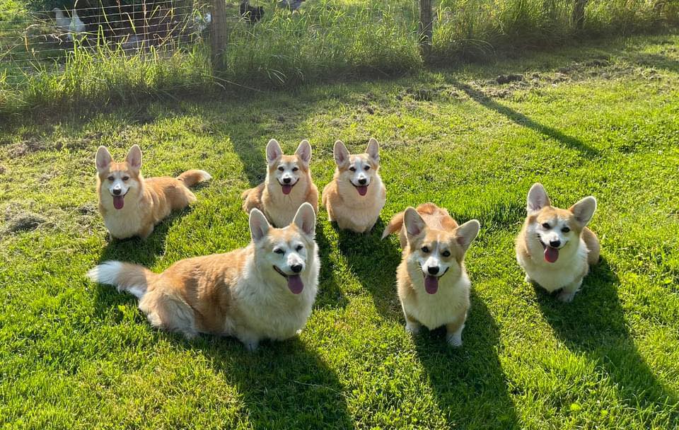Heym Of Hassellyn Corgis Image