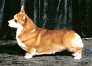 Litter Image